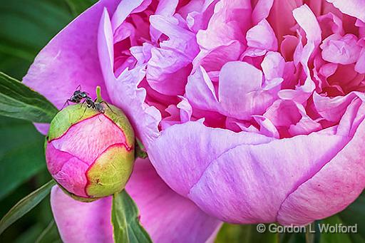 Two Ants Two Peonies_P1140291-3.jpg - Photographed neaar Smiths Falls, Ontario, Canada.